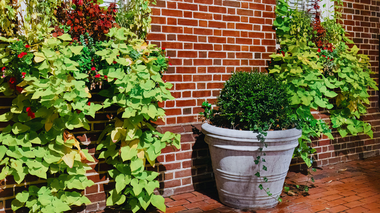 vines in window box