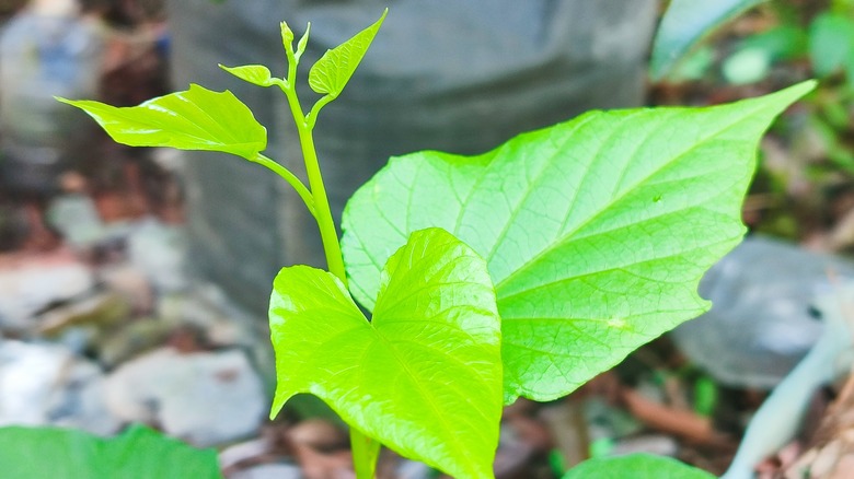 closeup of sweet potato vine