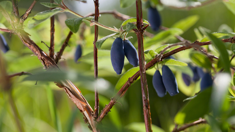 Ripe blue honeyberries cling to a branch full of leaves.