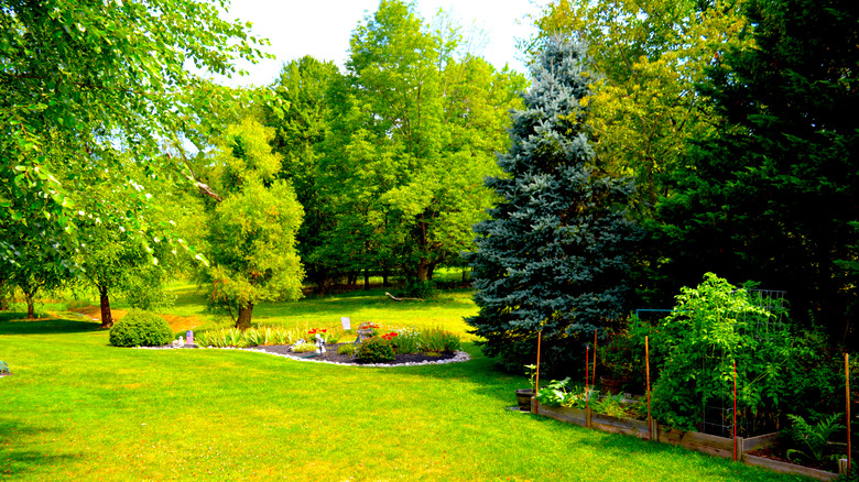 A sunny backyard has trees and a garden.