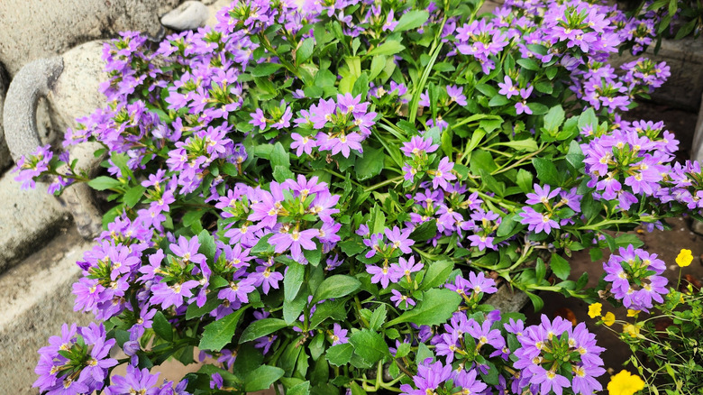 Pretty purple fan flower in a rock garden