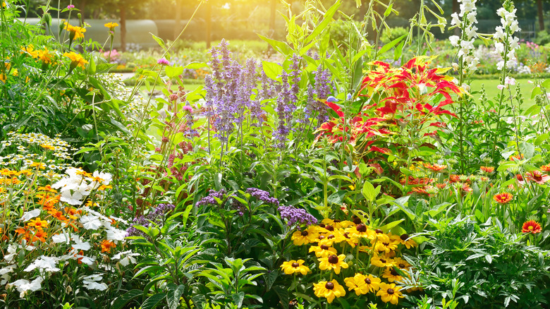 A sun-drenched flower garden filled with many different colorful blooms