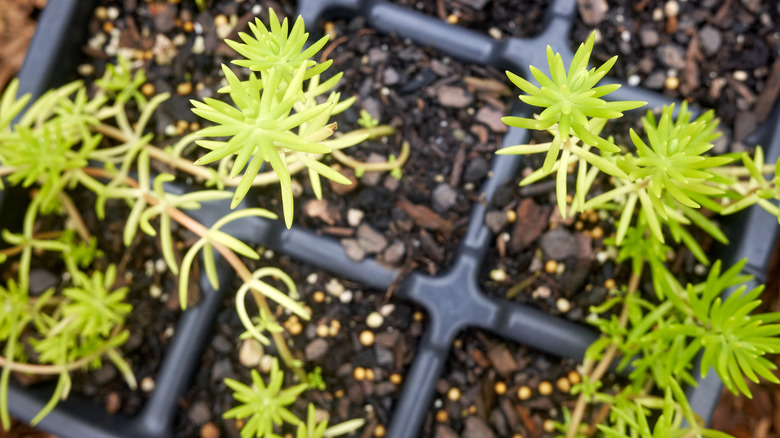 angelina stonecrop plant starts