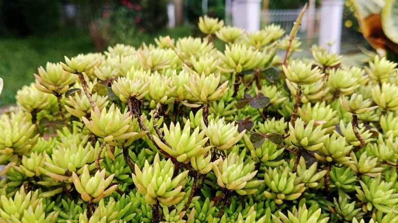 angelina stonecrop plant