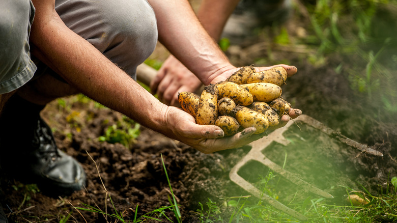 Gardener harvests potatoes