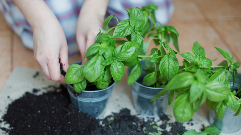 Basil growing in pots