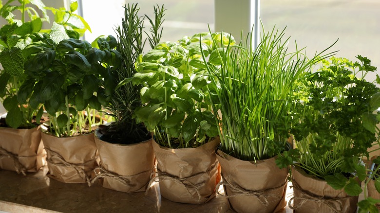 Herb garden growing by window