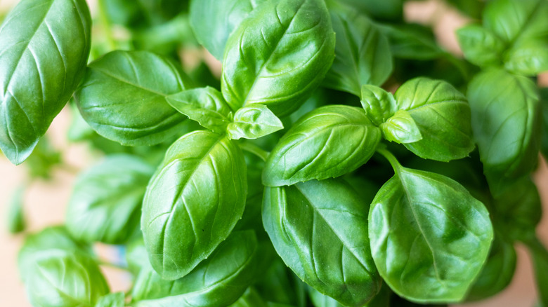 bunch of basil