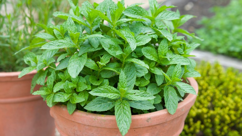 mint in garden