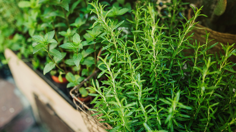 Thyme in garden pot