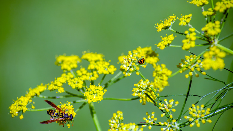 dill with wasp and ladybug