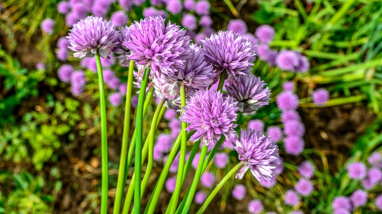 flowering chives