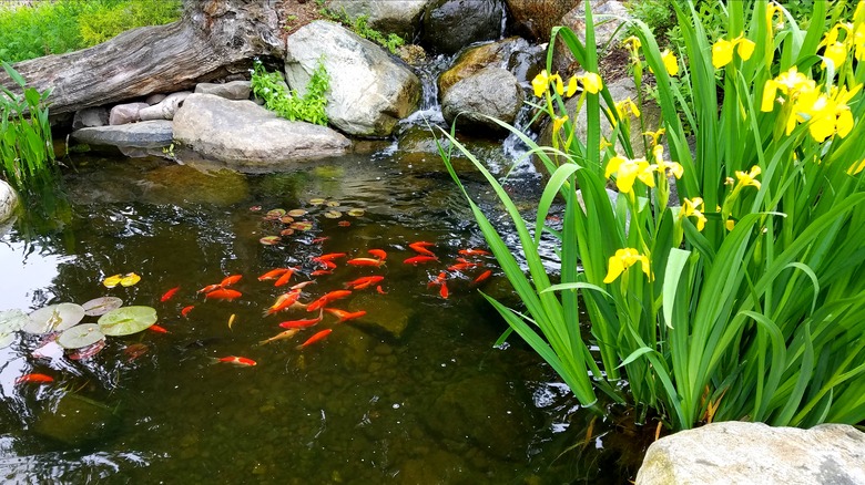 Flowers grow next to koi pond