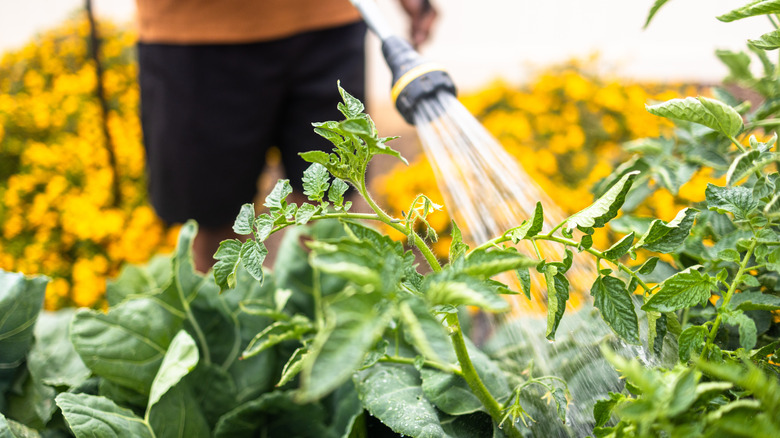 Man sprays tomatoes in garden