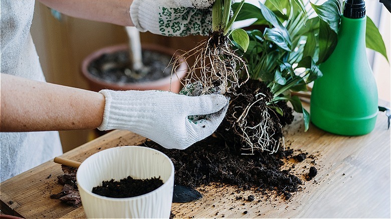 Person inspecting a plant's roots