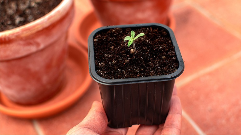 Nursery plant ready for repotting