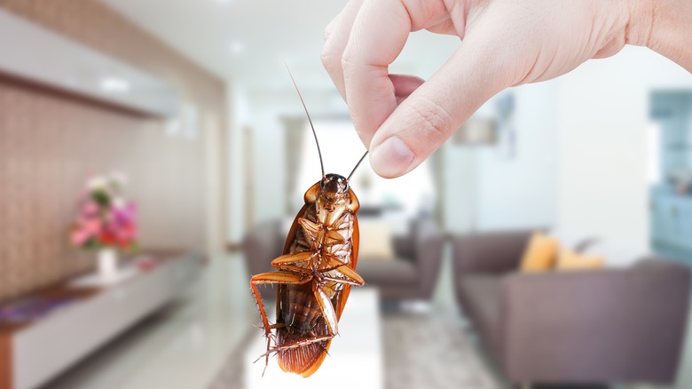 hand holding cockroach