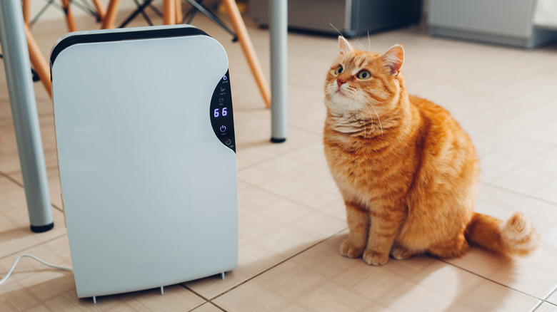 cat sitting with humidifier