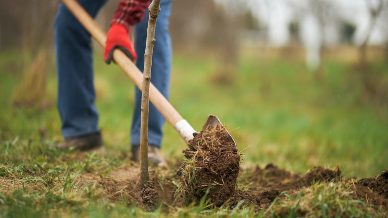 Person planting tree with shovel