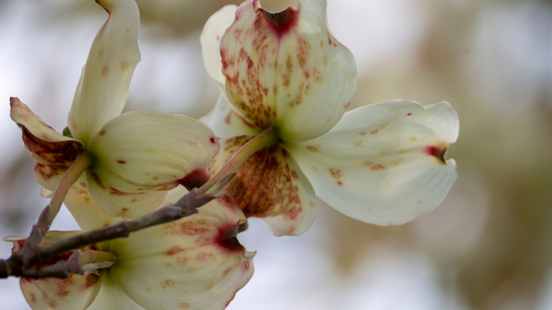 Dogwood leaves stricken with anthracnose