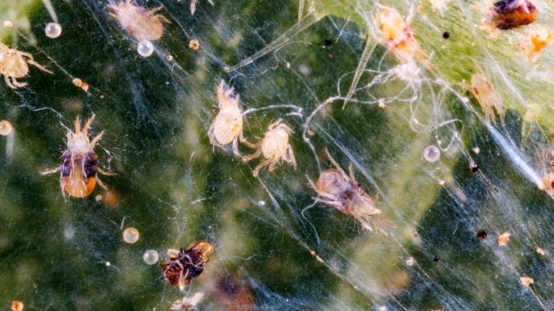 Spider mites in action