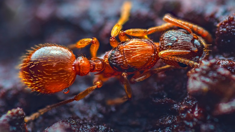 fire ant with hair