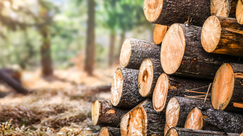 stacked wood in a forest