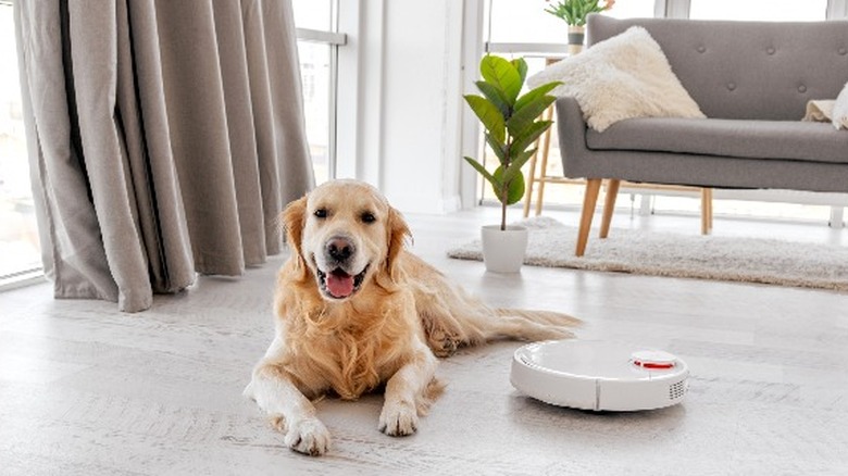 dog with robot vacuum