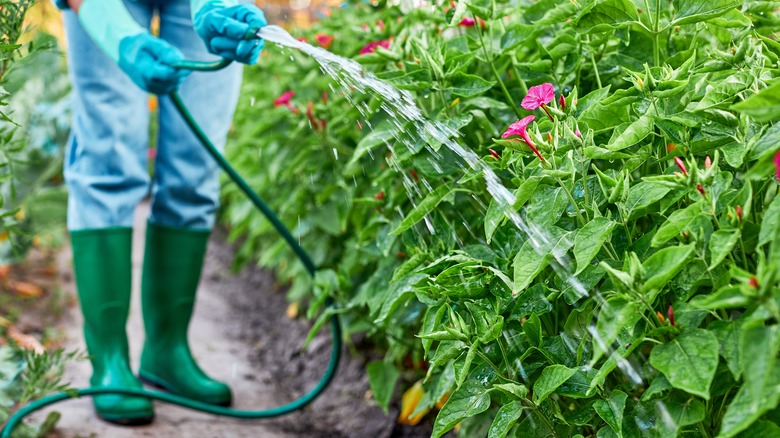 Person watering plants with a hose