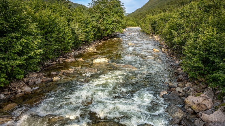 River flowing in forest