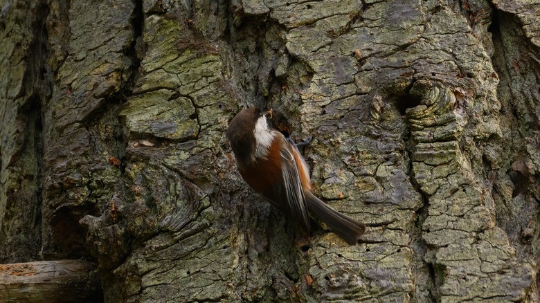 chickadee looking for food