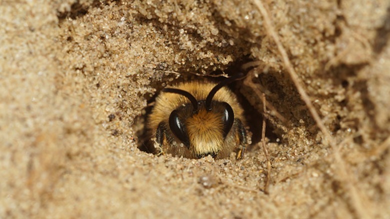 bee emerging from underground