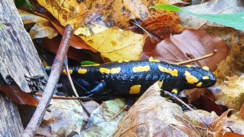 salamander in fallen leaves