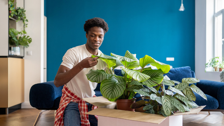 A man inspects the leaves of his potted calathea that is in a moving box.