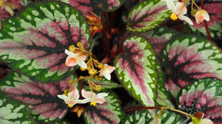 Green and red begonia leaves fan out below several small clusters of white, peace, and yellow blooms.