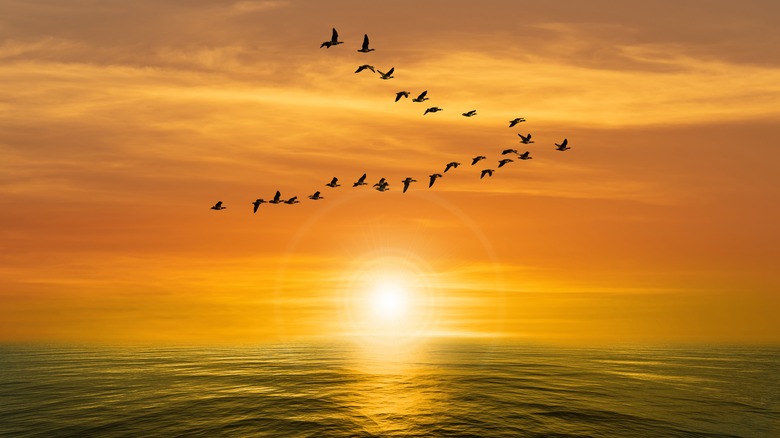 Migratory birds flying at sunset