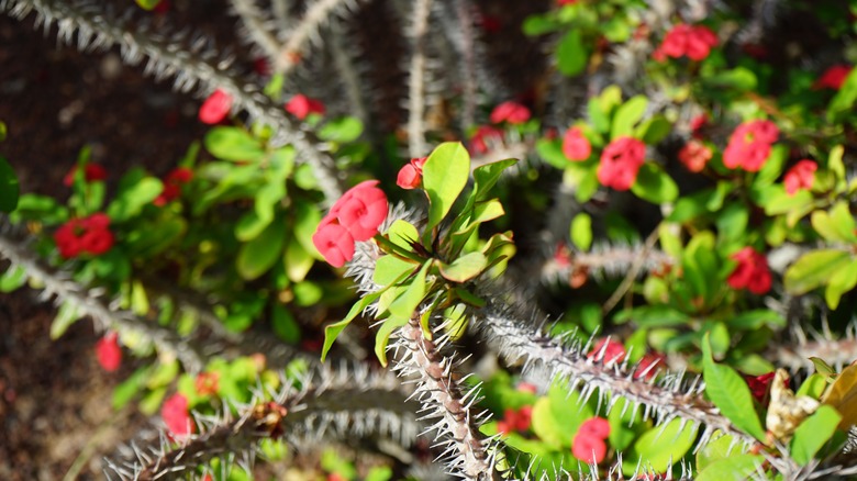 Blooming crown of thorns with red flowers