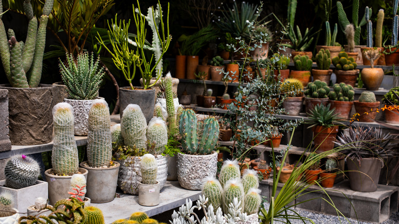 Collection of varying size succulents on concrete shelves