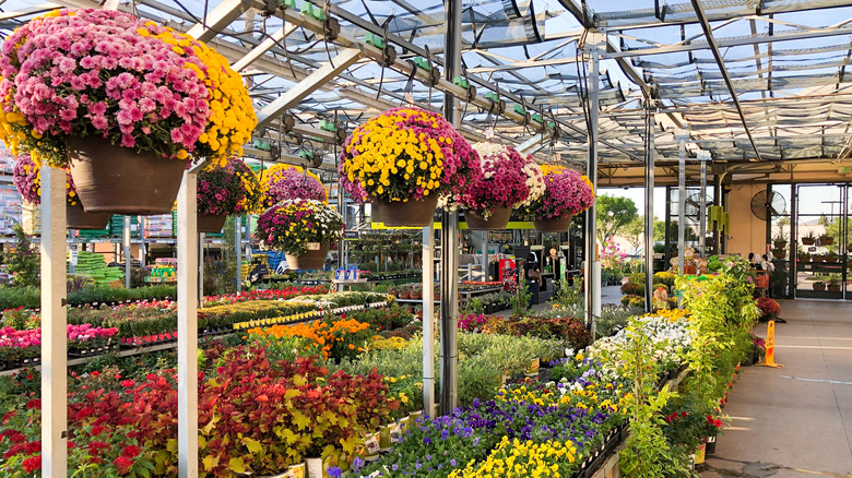 plants in home depot