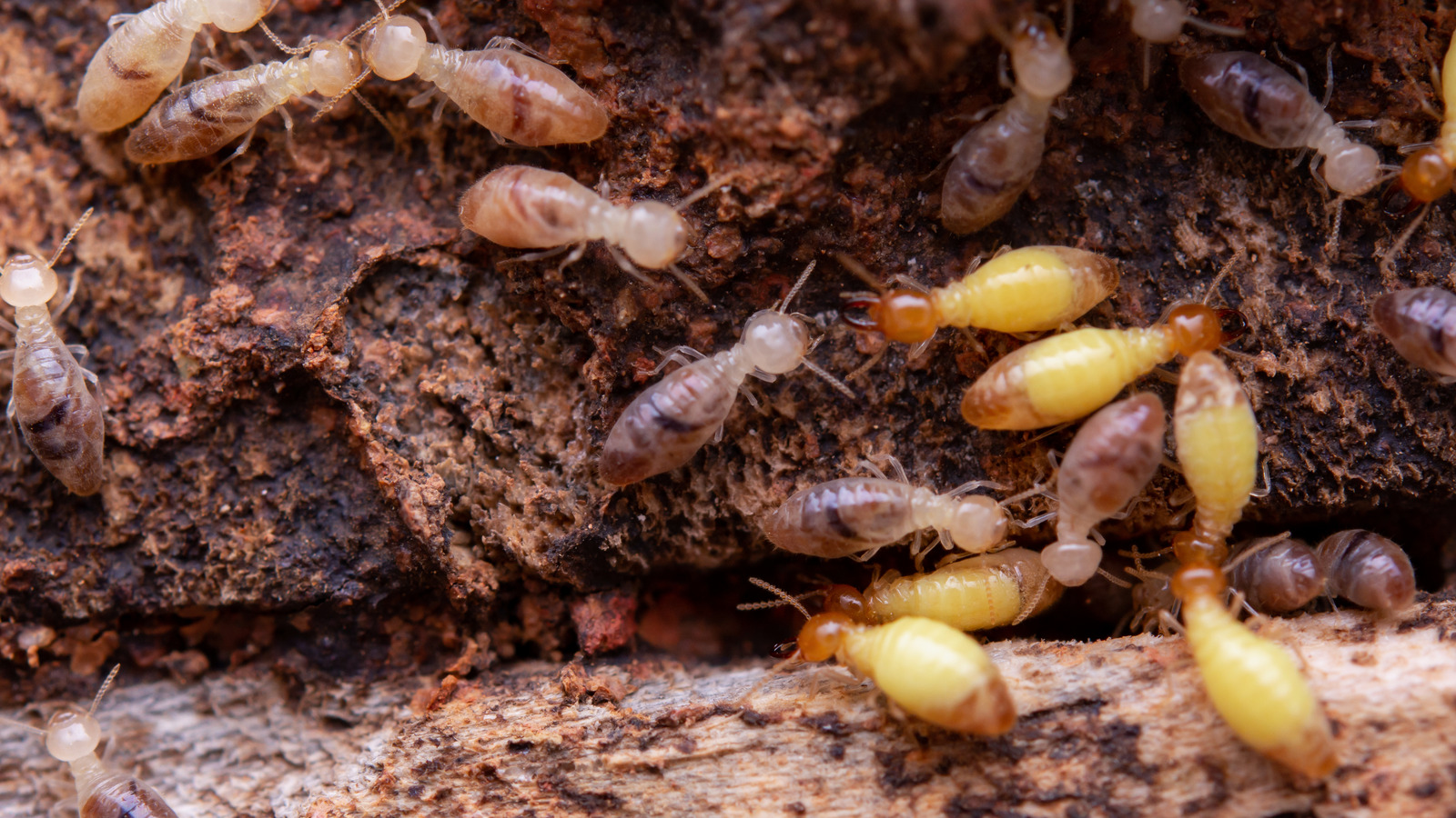 5,700 Termites Stock Photos - Free & Royalty-Free Stock Photos from  Dreamstime