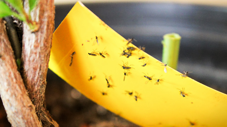 gnats on yellow fly tape