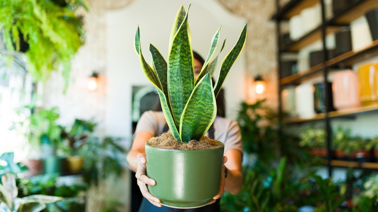 Woman holding snake plant in pot