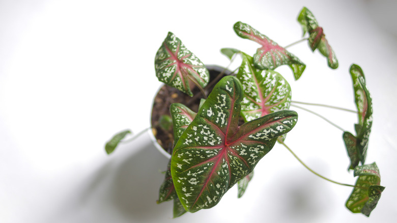 potted caladium plant