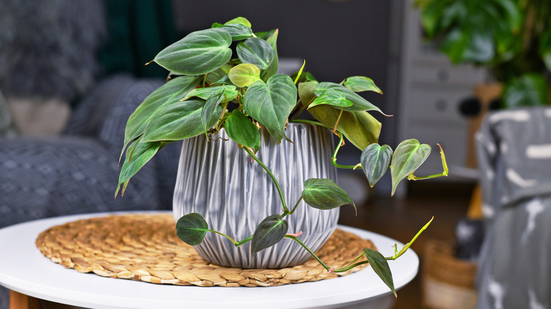 potted philodendron plant