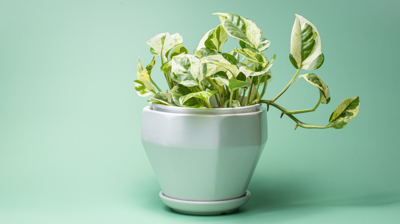 potted pothos plant