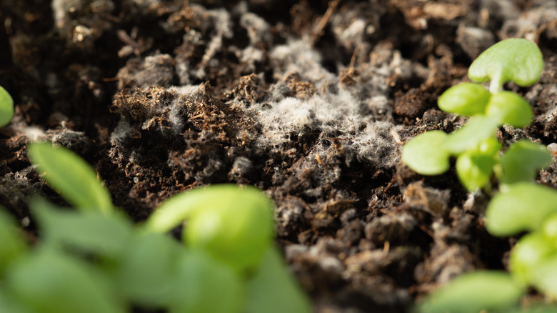 Mold on plant seedling