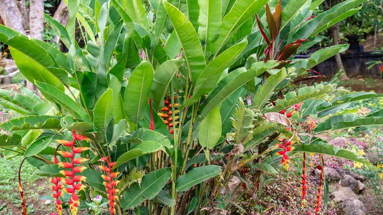 Heliconia rostrata plant in garden