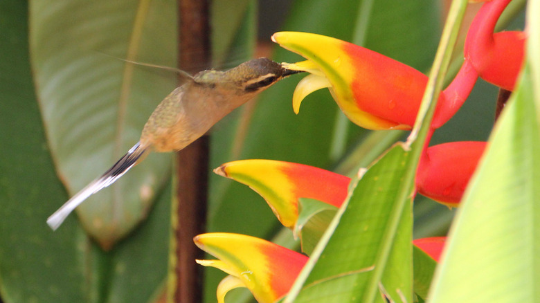 hummingbird feeding at Heliconia rostrata