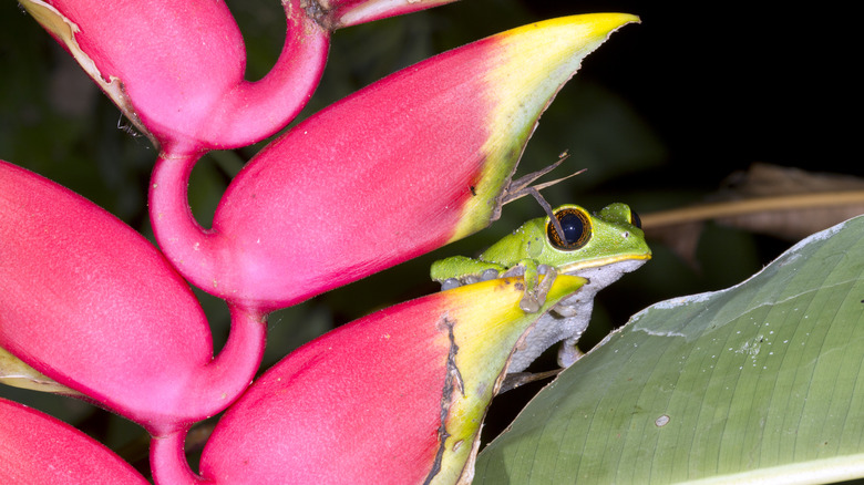 A frog in Heliconia rostrata
