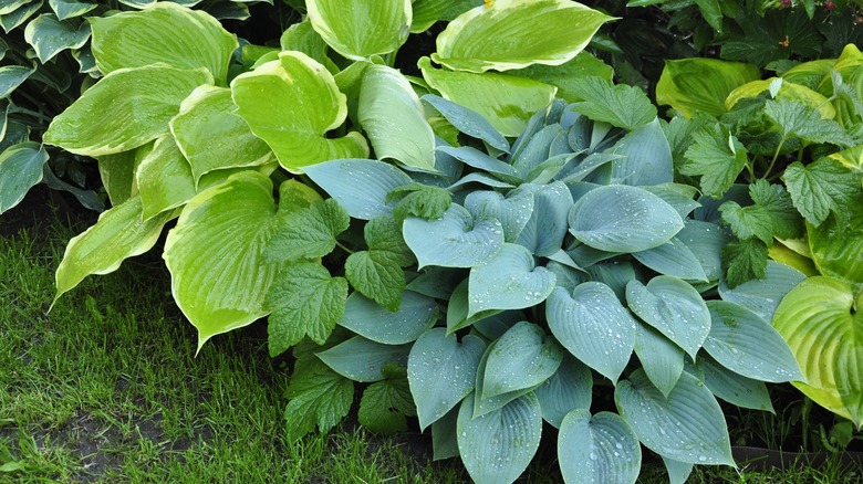 hostas in garden